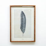 25.5" Framed Feather Print (C)