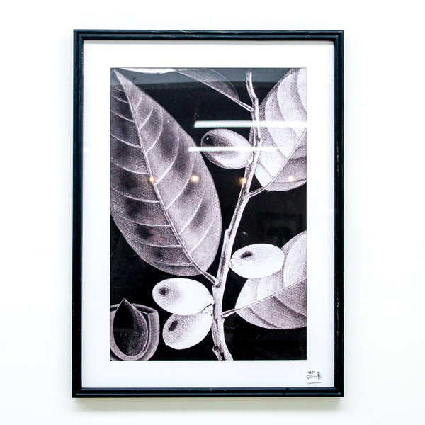 Botanical Print with Black Frame (B)