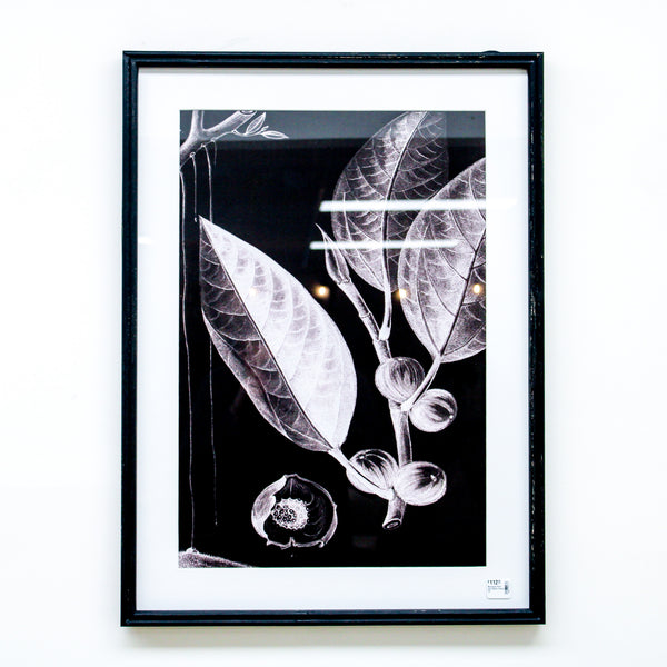 Botanical Print with Black Frame (D)
