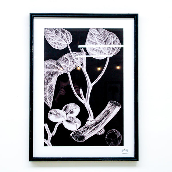 Botanical Print with Black Frame (A)