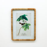 23.25 Inch Bird/Botanical Print w/Rattan Frame (Swamp Sparrow)