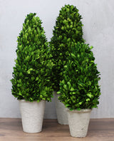 Small Preserved Boxwood Cone Trees in Whitewashed Pots