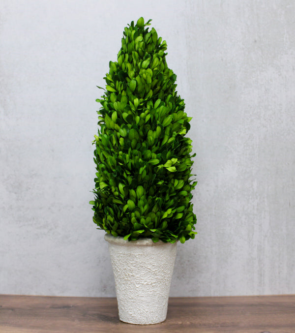 Medium Preserved Boxwood Cone Trees in Whitewashed Pots