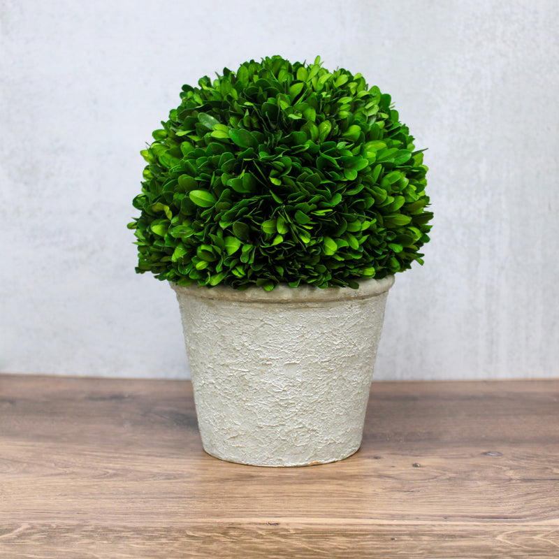 Large Preserved Boxwood Ball in White Wash Terra