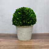Large Preserved Boxwood Ball in White Wash Terra